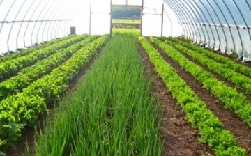 فوائد زراعة المساحات الخضراء في الدفيئة