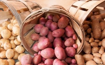 Obecná klasifikace odrůd brambor