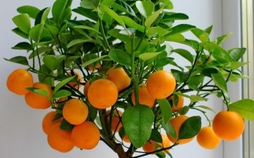 Îngrijirea mandarinei