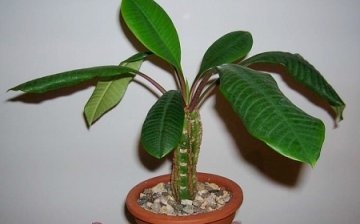 Euphorbia s bílými žilkami