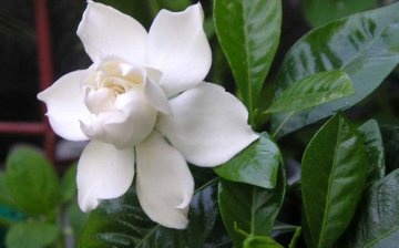Acquaintance with the types of gardenia, their description