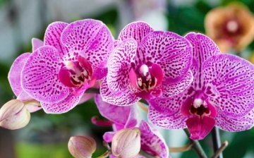 Types and varieties of orchids for home breeding