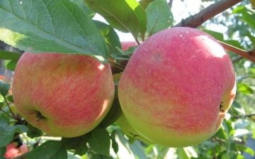 Az almafa metszésének előnyei