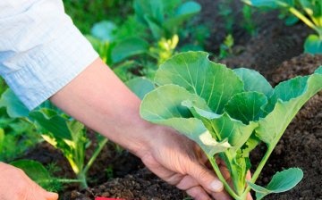 Rules and dates for planting cabbage seedlings in open ground