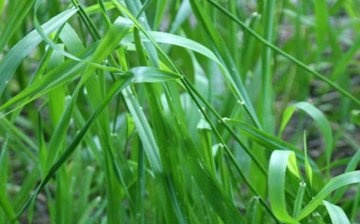 Podmínky pro pěstování pšeničné trávy