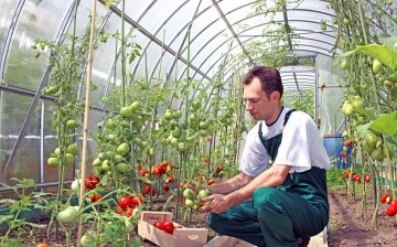 Growing a tomato in a greenhouse