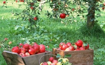 A termesztésre alkalmas legjobb almafák fajtái és leírása