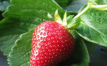 Strawberry Care Tips