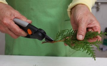 Propagation of conifers by cuttings