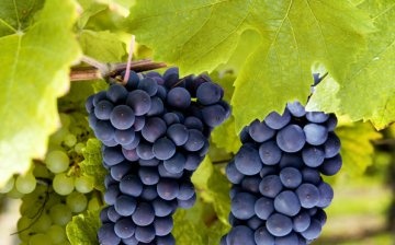 A legjobb szőlőfajták kiválasztása a termesztéshez