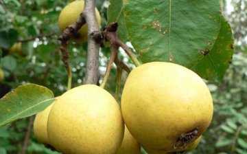 Description of popular varieties of columnar pear