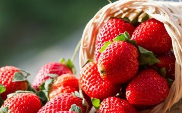 The best varieties of strawberries