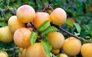 Characteristic features of the "Yakhontova" plum