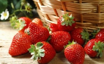 The best varieties of garden strawberries, their description