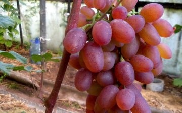 Sorta grožđa Ruta: opis i prednosti
