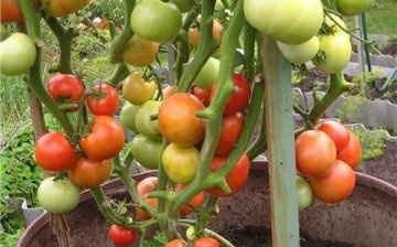 Growing a tomato in a barrel