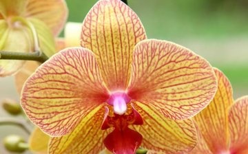 Tipy pro výběr a péči o orchidej
