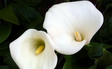 What calla lilies look like