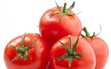 Tomato variety Perseus