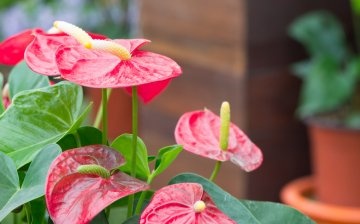 Trăsături distinctive ale florii Anthurium