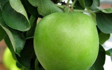 Summer varieties of green apples