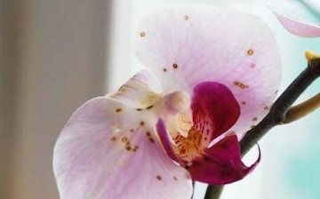 Choroby orchidejí