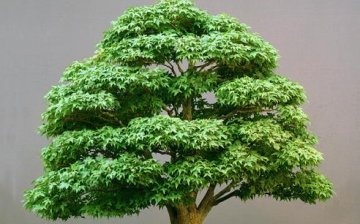 A miniatűr fák művelésének technikája Kínában több mint ezer évvel ezelőtt keletkezett. Bonsai szó szerint azt jelenti, hogy "növény egy tálcára". Ez a technika olyan buddhista szerzetesekkel érkezett Japánba, akik kis fákkal díszítették a házak fülkeit, így a növények legfeljebb 50 cm-esek voltak.A 18. században pedig a japánok valódi művészetté alakították ezt a technikát, amellyel kapcsolatban különféle bonsai stílusok merültek fel. Bonsai megvásárolható, de az öröm nem olcsó. Ezért a termelők egyre gyakrabban függetlenek