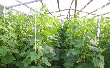 Competent care of cucumbers in the greenhouse