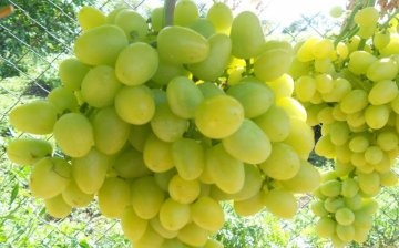Grape variety "Arcadia"
