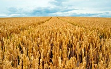 زراعة القمح الشتوي