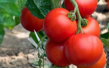 الطماطم منخفضة النمو ، ملامحها