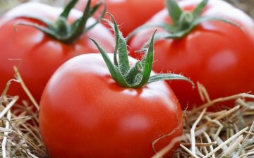 Open field tomatoes