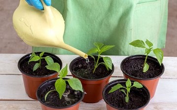 Proper care of pepper seedlings