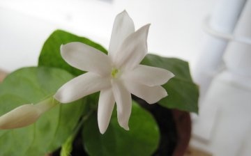 Description of jasmine sambac