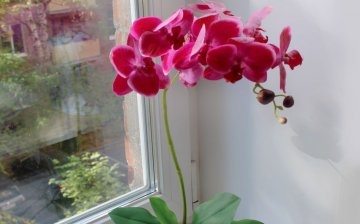 Orhideja: opis i sorte