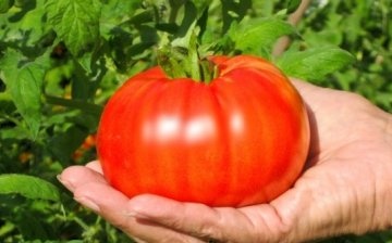 Opis sorte rajčice