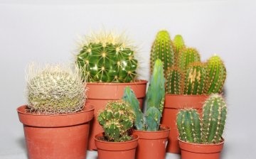 Opći opis kaktusa