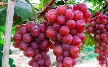 Features of grapes