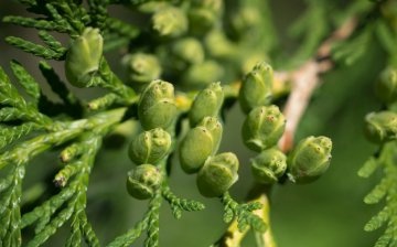 Thuja fruits: composition and properties