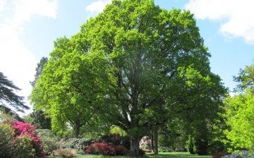 The best varieties of oak for the site