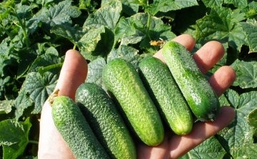 From the history of cucumbers