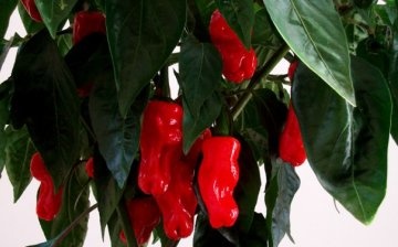 Vlastnosti chilli willi pepře