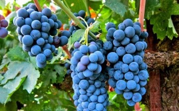 A szőlő metszése: az eljárás értéke, előnyei