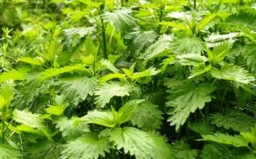 How does nettles harm the land?
