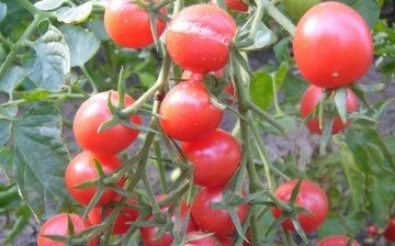 Karakteristike rajčica Shalun