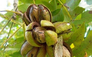 Popis ořechu