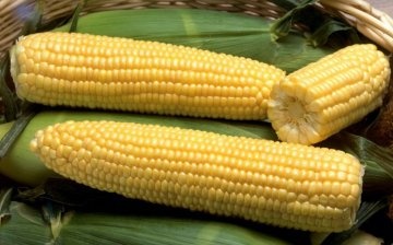 الذرة الحلوة: الوصف والخصائص المفيدة