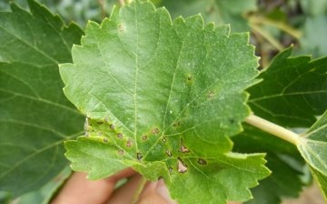 The most common grape diseases and their symptoms