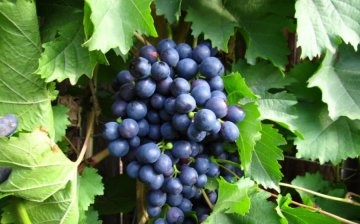 Korai Mogarach szőlő