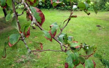 Why do fruit trees get sick?